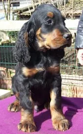 Lefty-Majestic