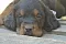25.04.20_016lila.jpg