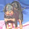 dsc_0041_12rosaschwarz.jpg