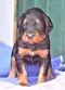 dsc_0051_11rosaschwarz.jpg